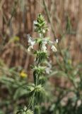 Stachys annua