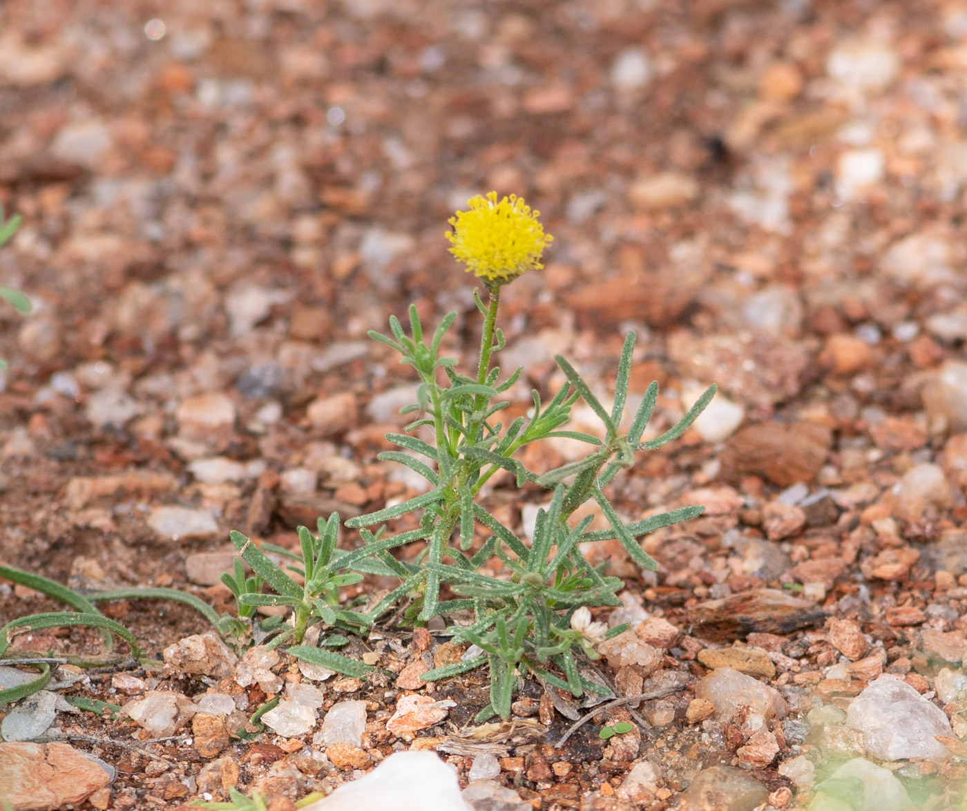 Изображение особи Nolletia tenuifolia.