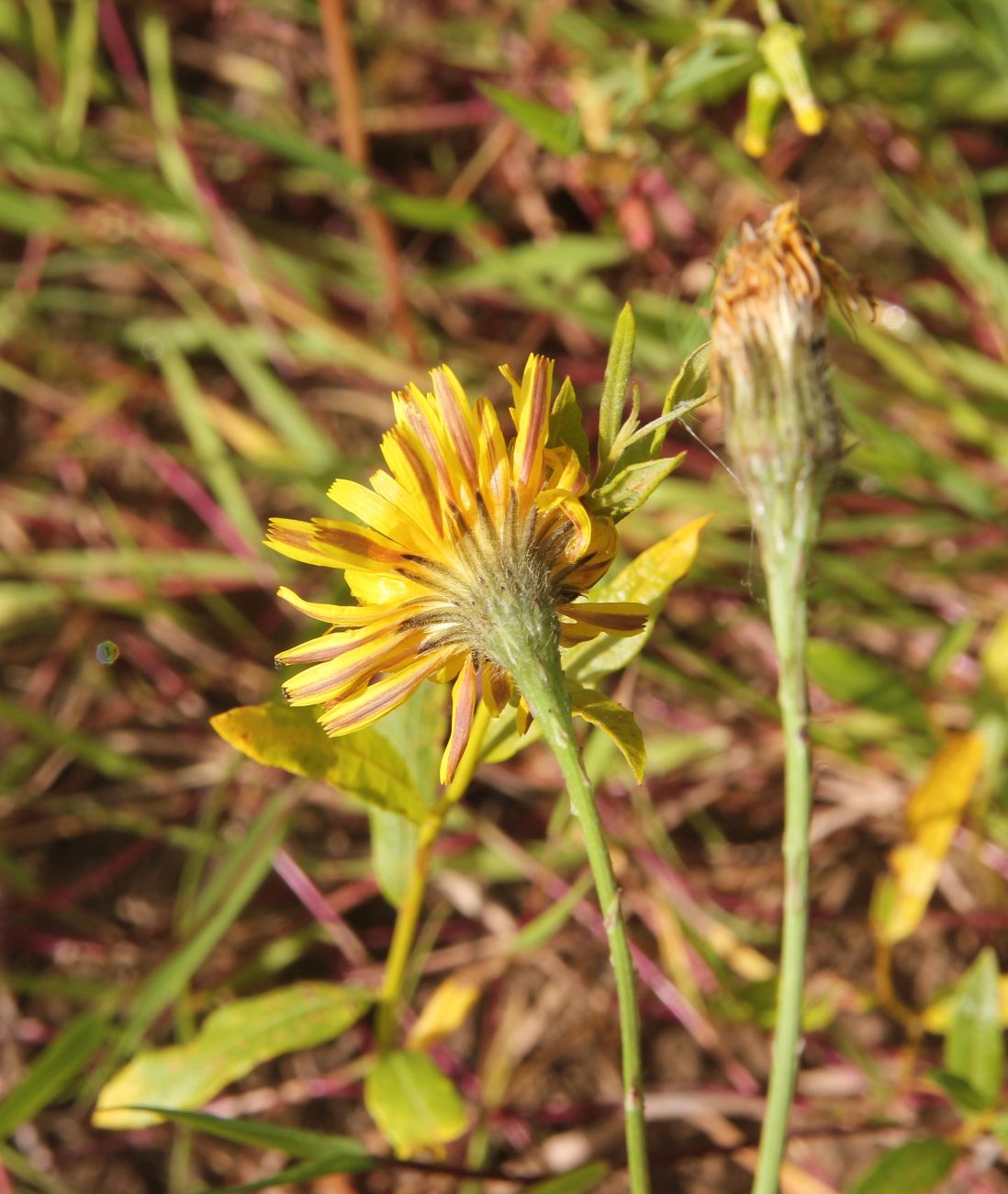 Изображение особи Scorzoneroides autumnalis.