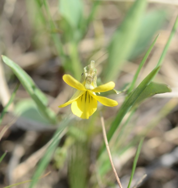 Image of Viola nuttallii specimen.