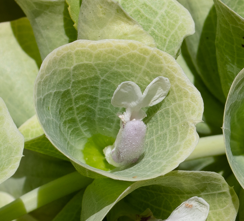 Изображение особи Moluccella laevis.