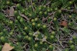 genus Sedum