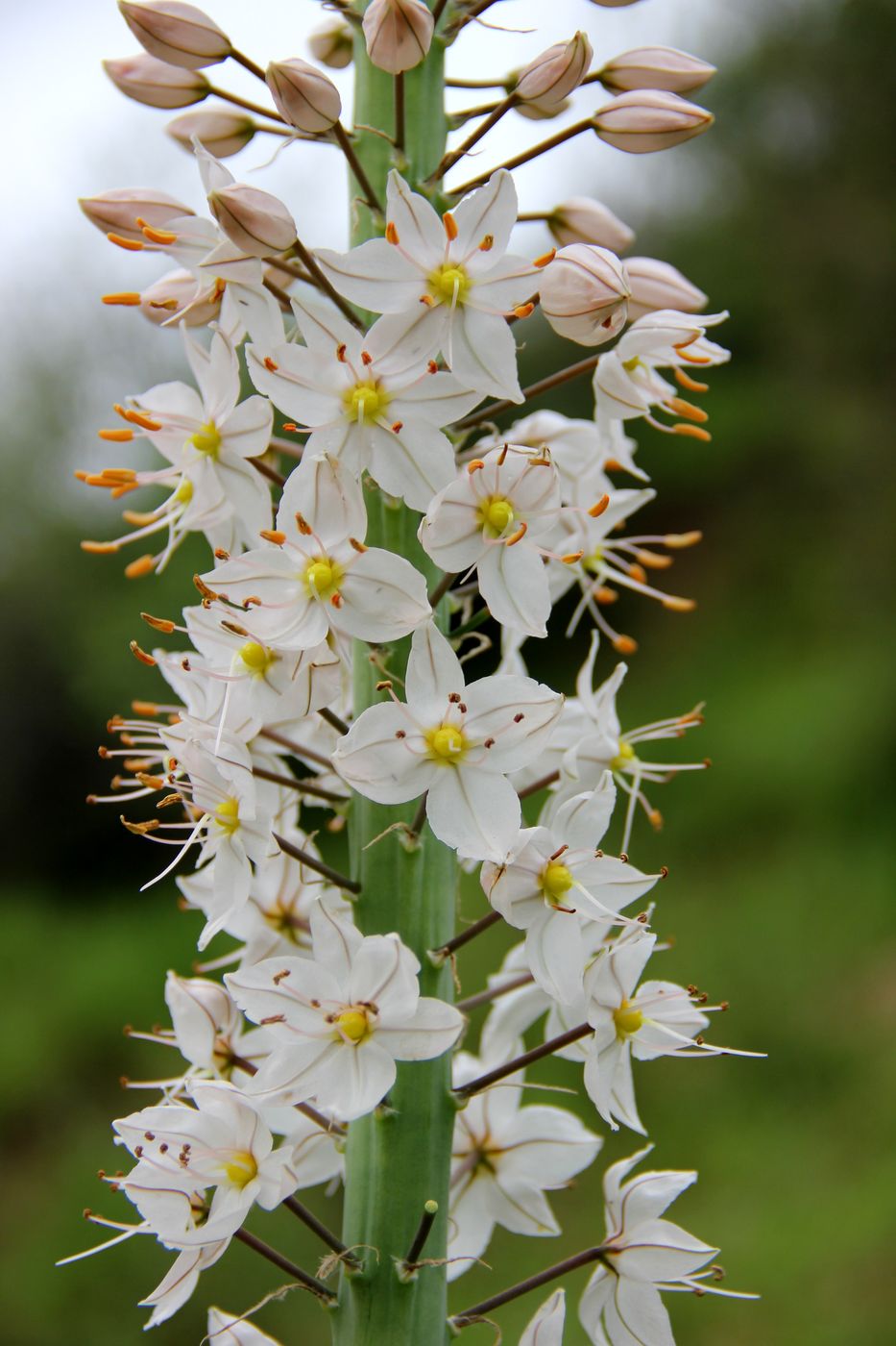 Изображение особи Eremurus robustus.