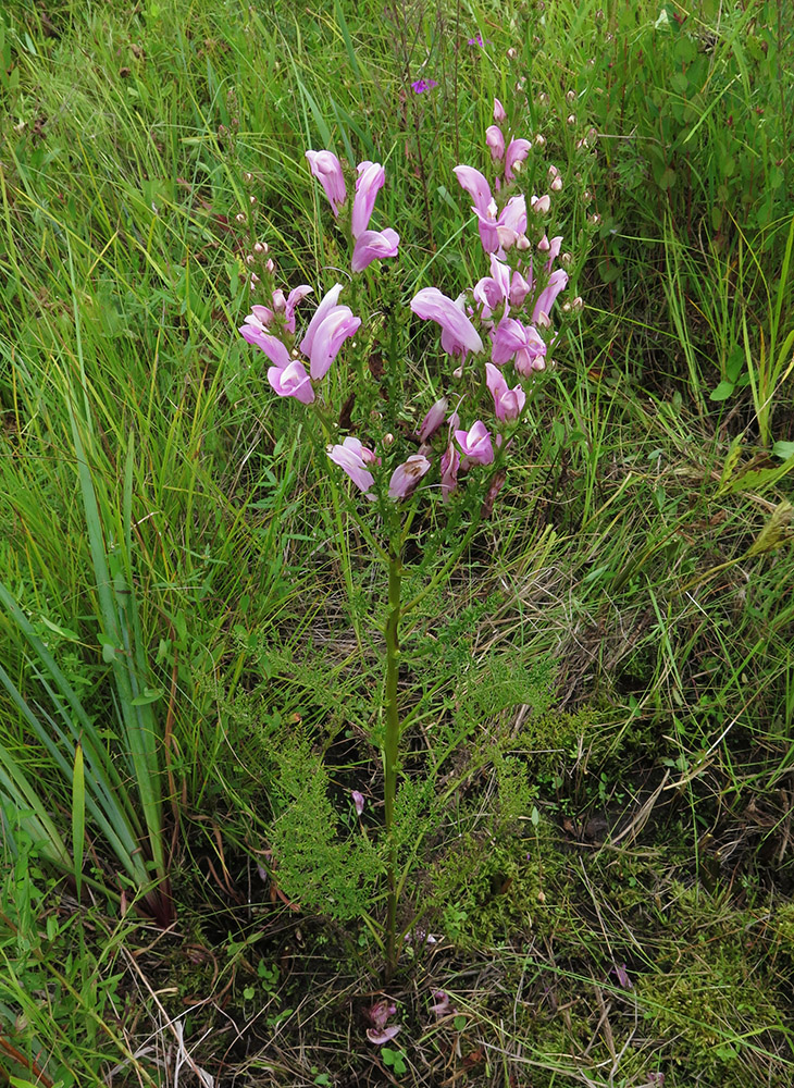 Image of Pedicularis grandiflora specimen.