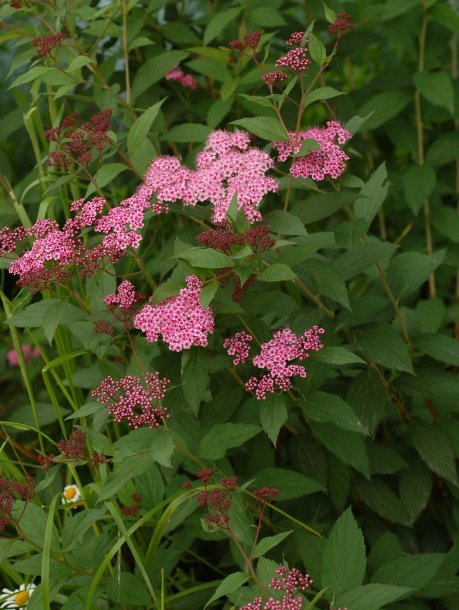 Image of Spiraea japonica specimen.