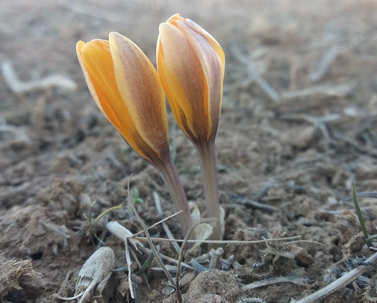 Image of Crocus korolkowii specimen.