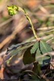 Euphorbia amygdaloides