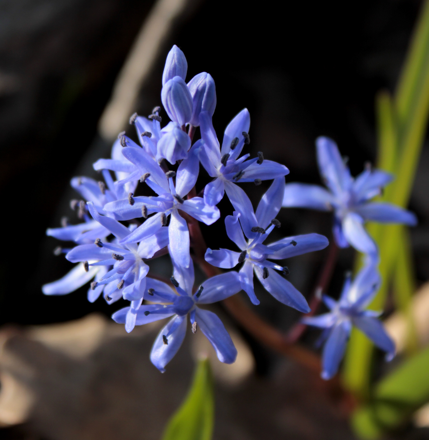 Image of Scilla bifolia specimen.