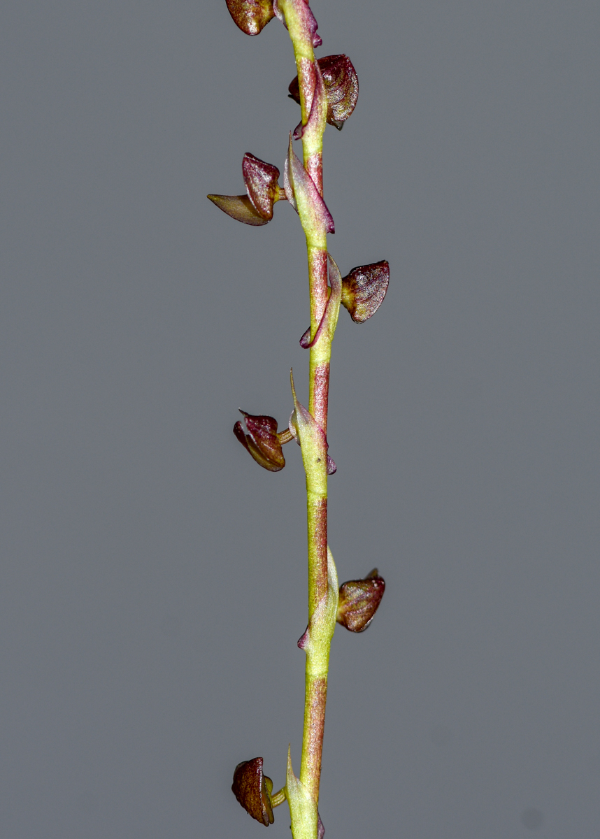 Image of genus Stelis specimen.