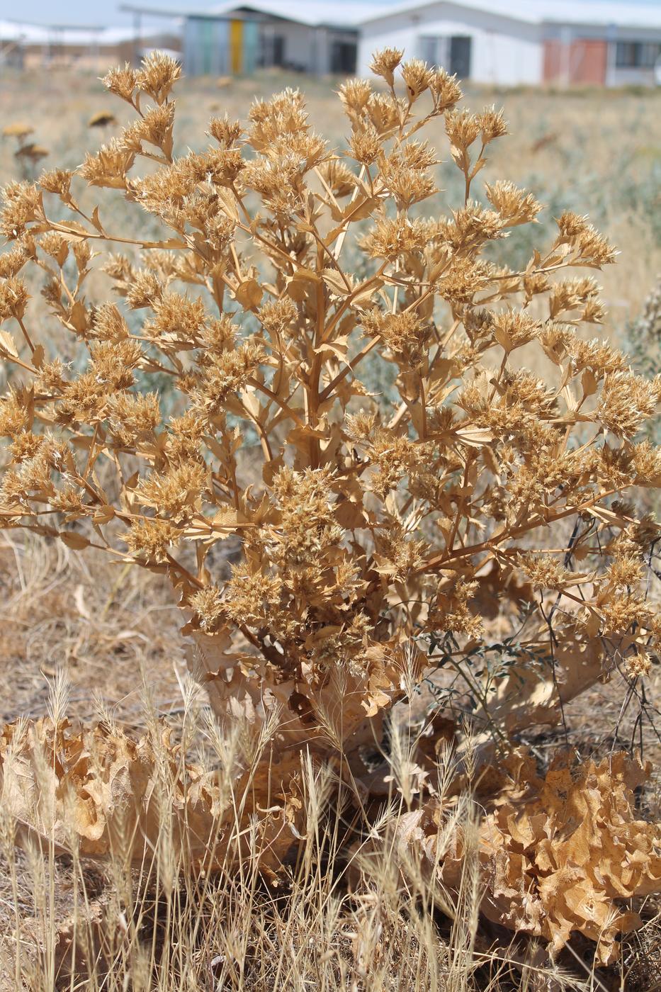 Image of Cousinia triflora specimen.