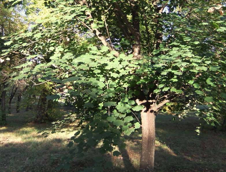 Image of Acer obtusatum specimen.