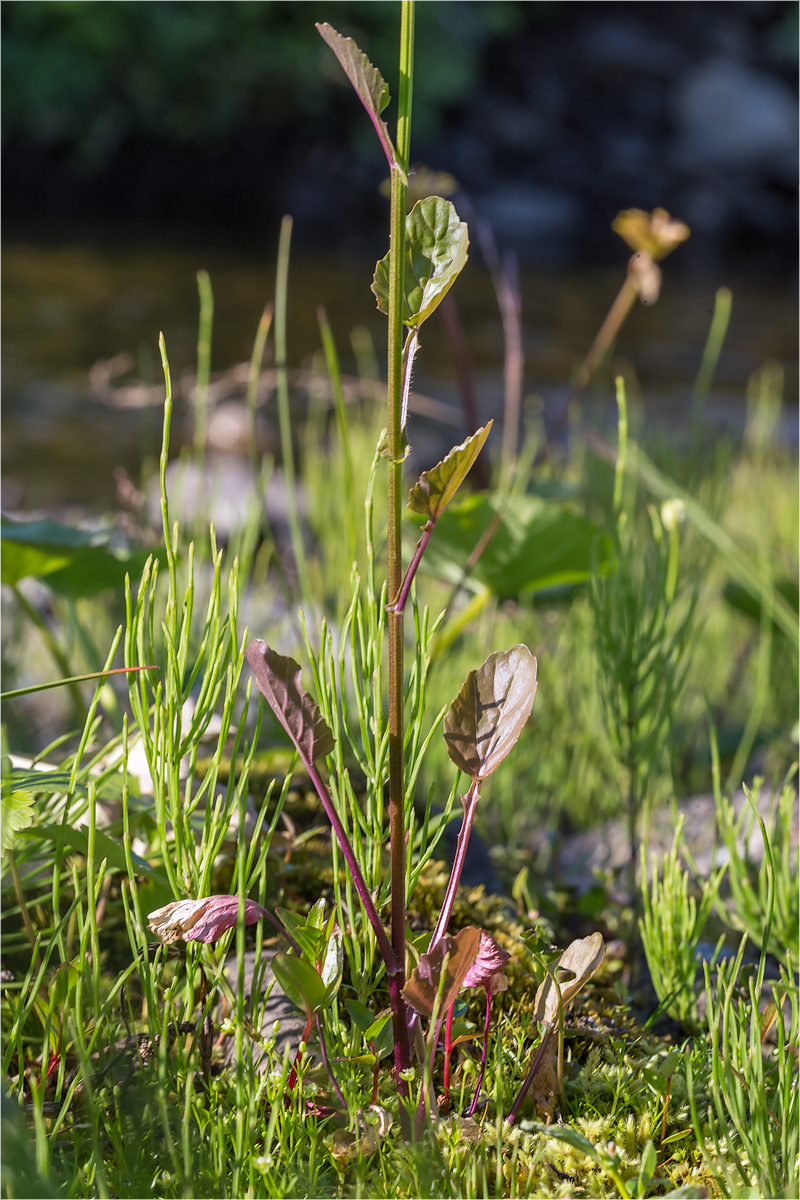 Image of Barbarea stricta specimen.