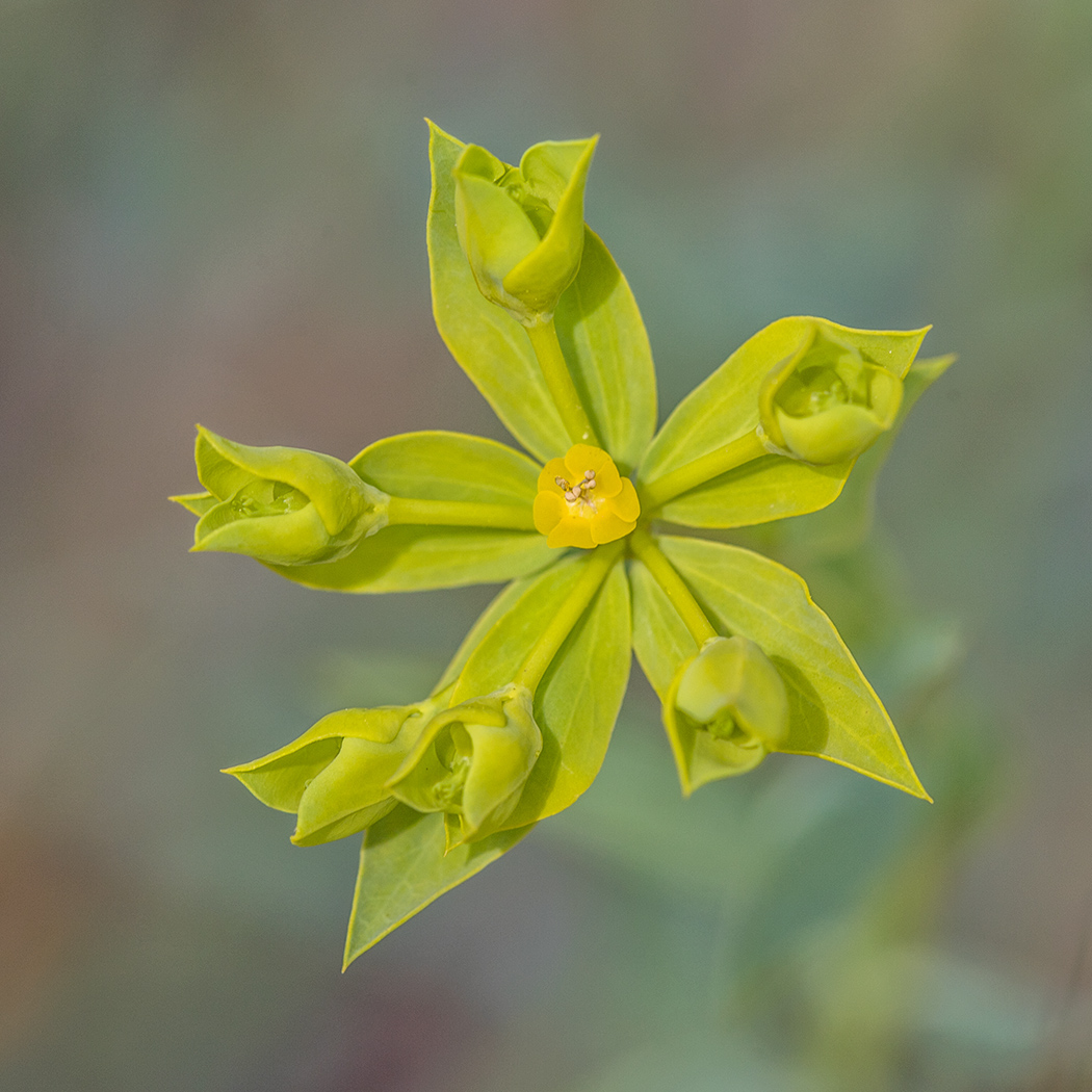 Изображение особи Euphorbia seguieriana.