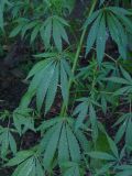 Cannabis variety spontanea