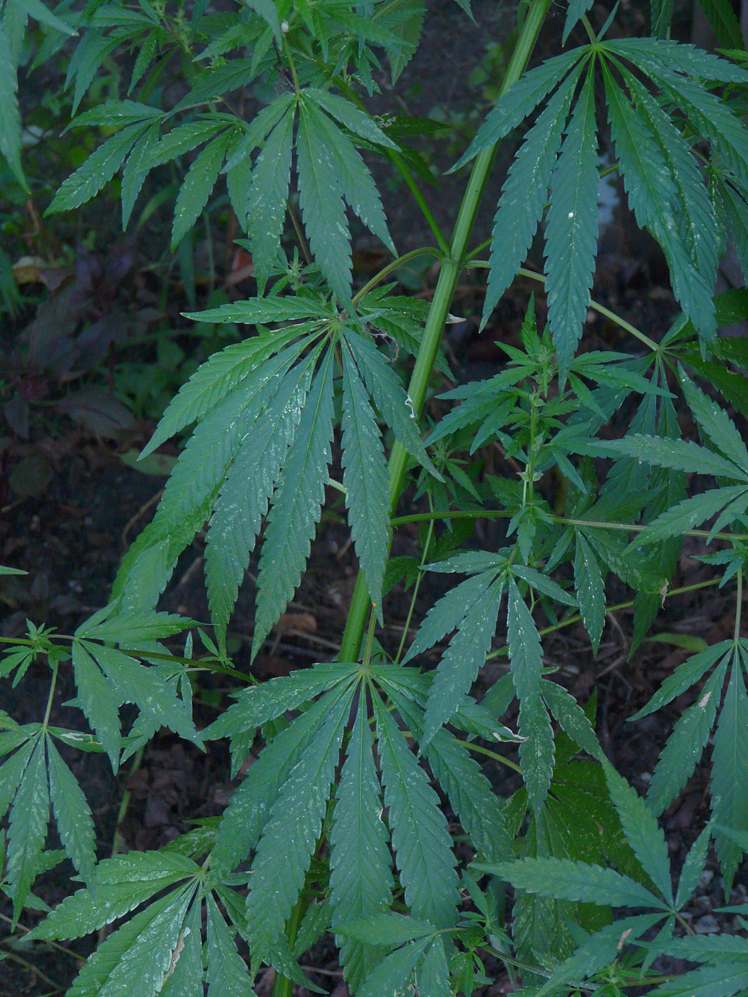 Image of Cannabis sativa var. spontanea specimen.