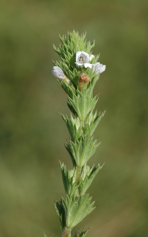 Image of Euphrasia pectinata specimen.