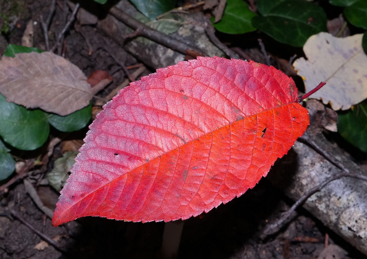 Image of Cerasus avium specimen.