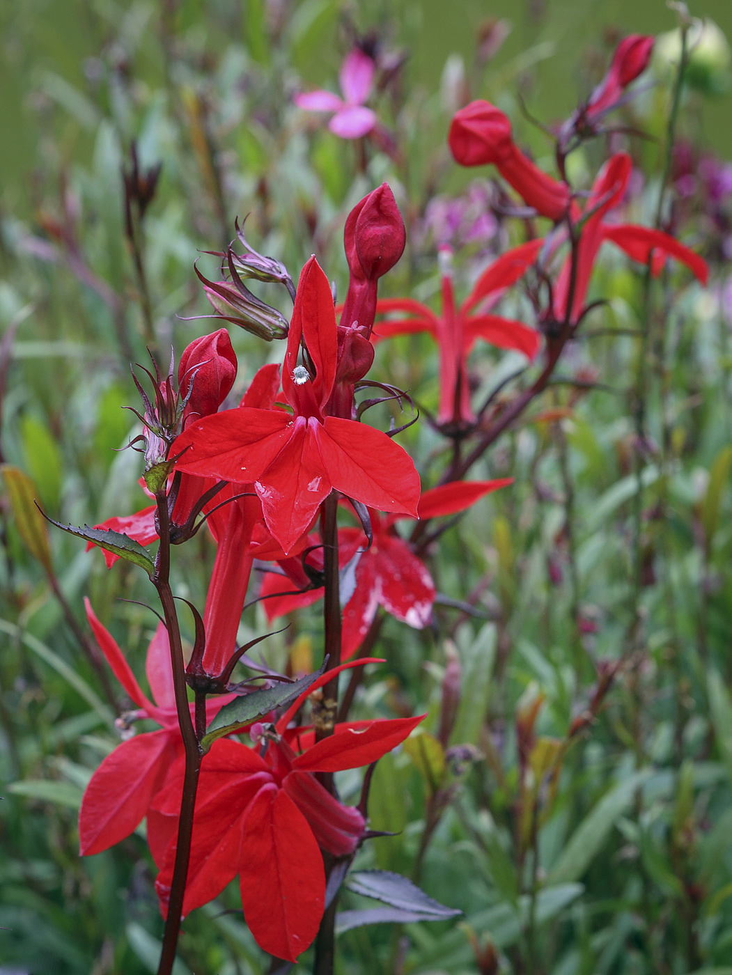 Изображение особи Lobelia cardinalis.