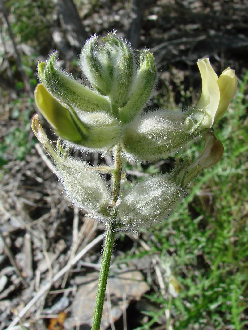 Изображение особи Astragalus iskanderi.