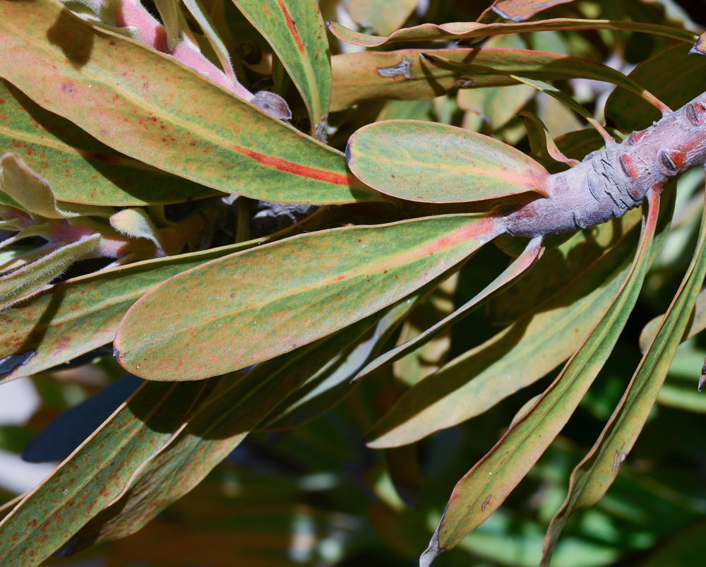 Image of Protea obtusifolia specimen.