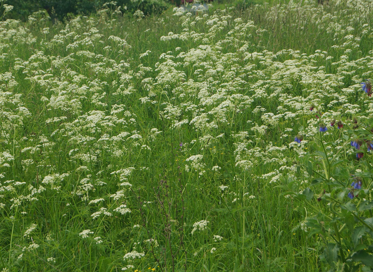 Изображение особи Anthriscus sylvestris.