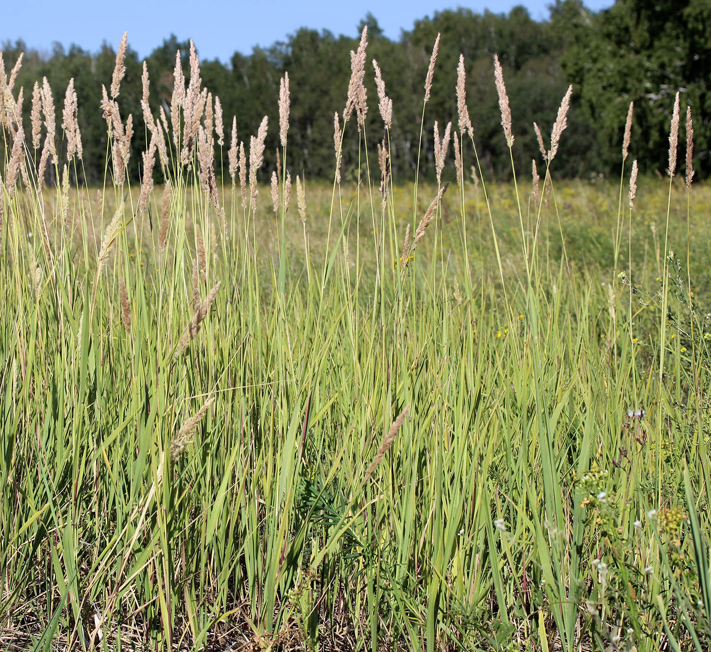 Изображение особи Calamagrostis glomerata.