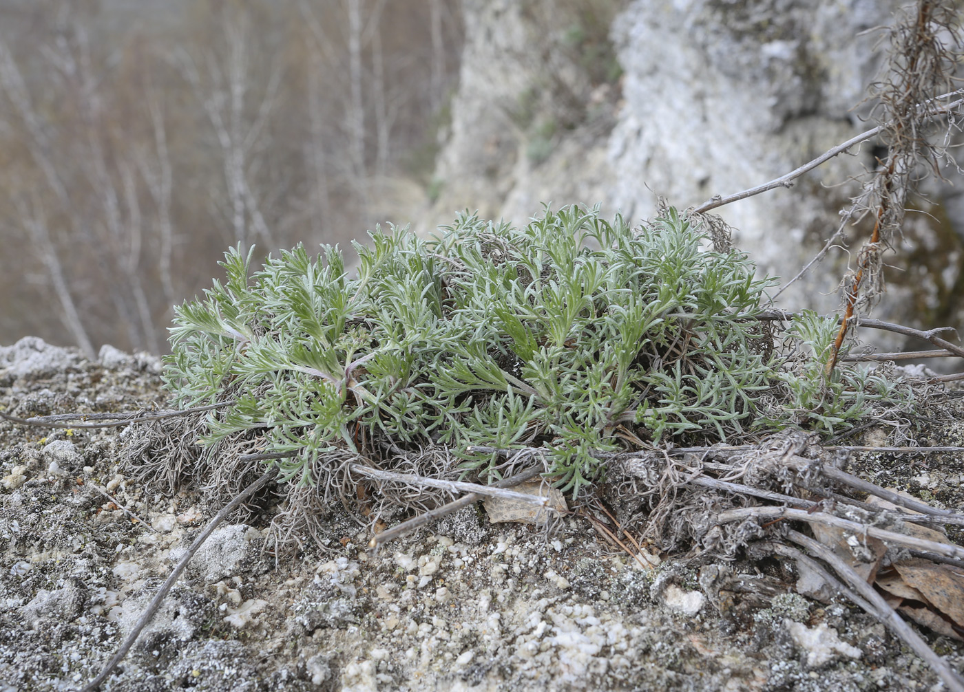 Image of Artemisia campestris specimen.