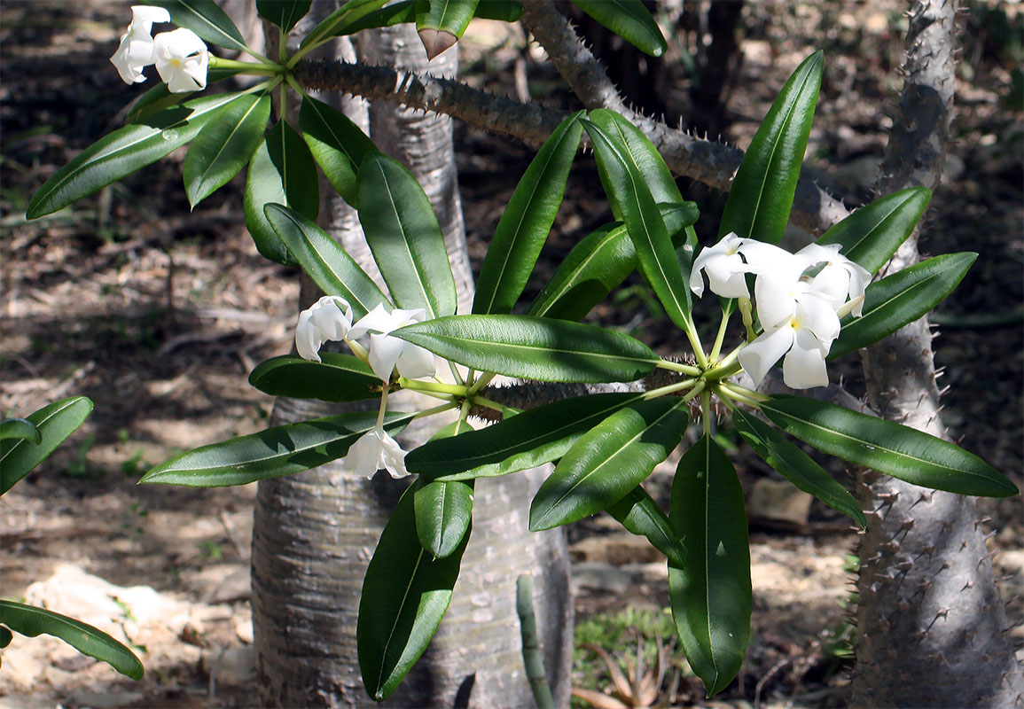 Изображение особи род Pachypodium.