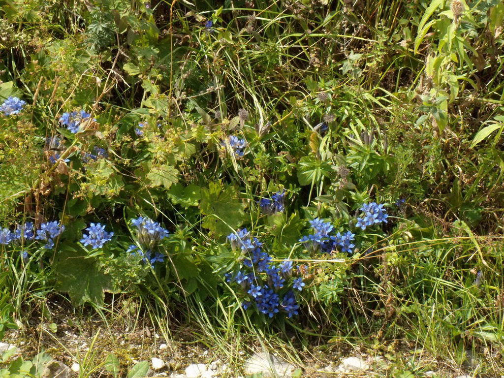 Image of Gentiana septemfida specimen.