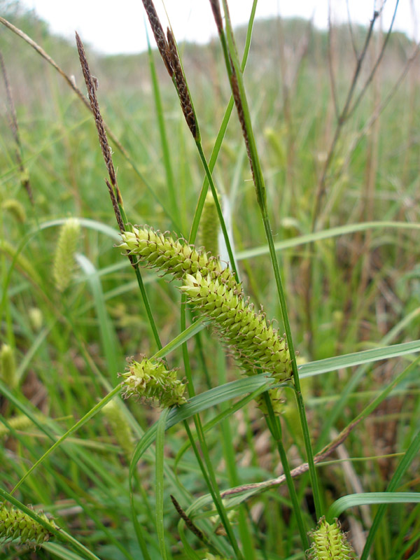 Image of Carex vesicaria specimen.