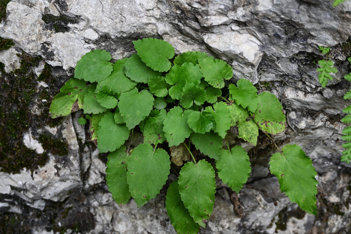 Изображение особи Campanula pendula.