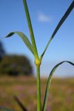 Смотреть изображение Dianthus caucaseus