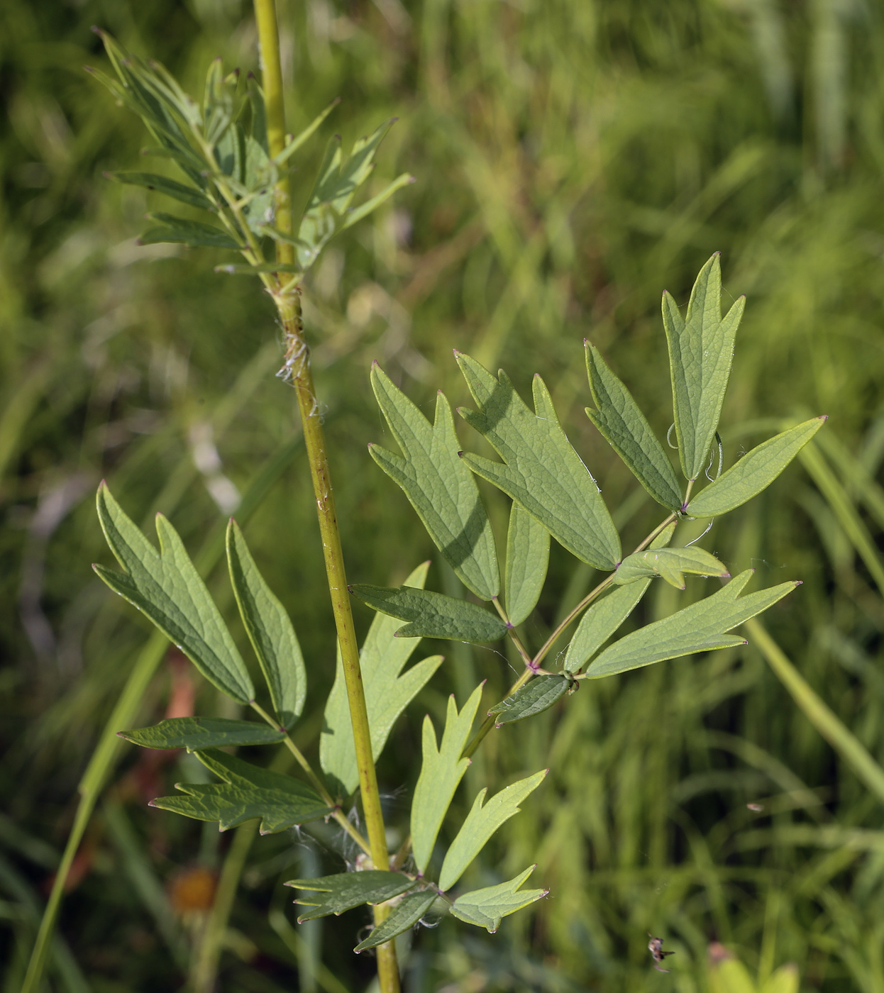 Image of Thalictrum flavum specimen.