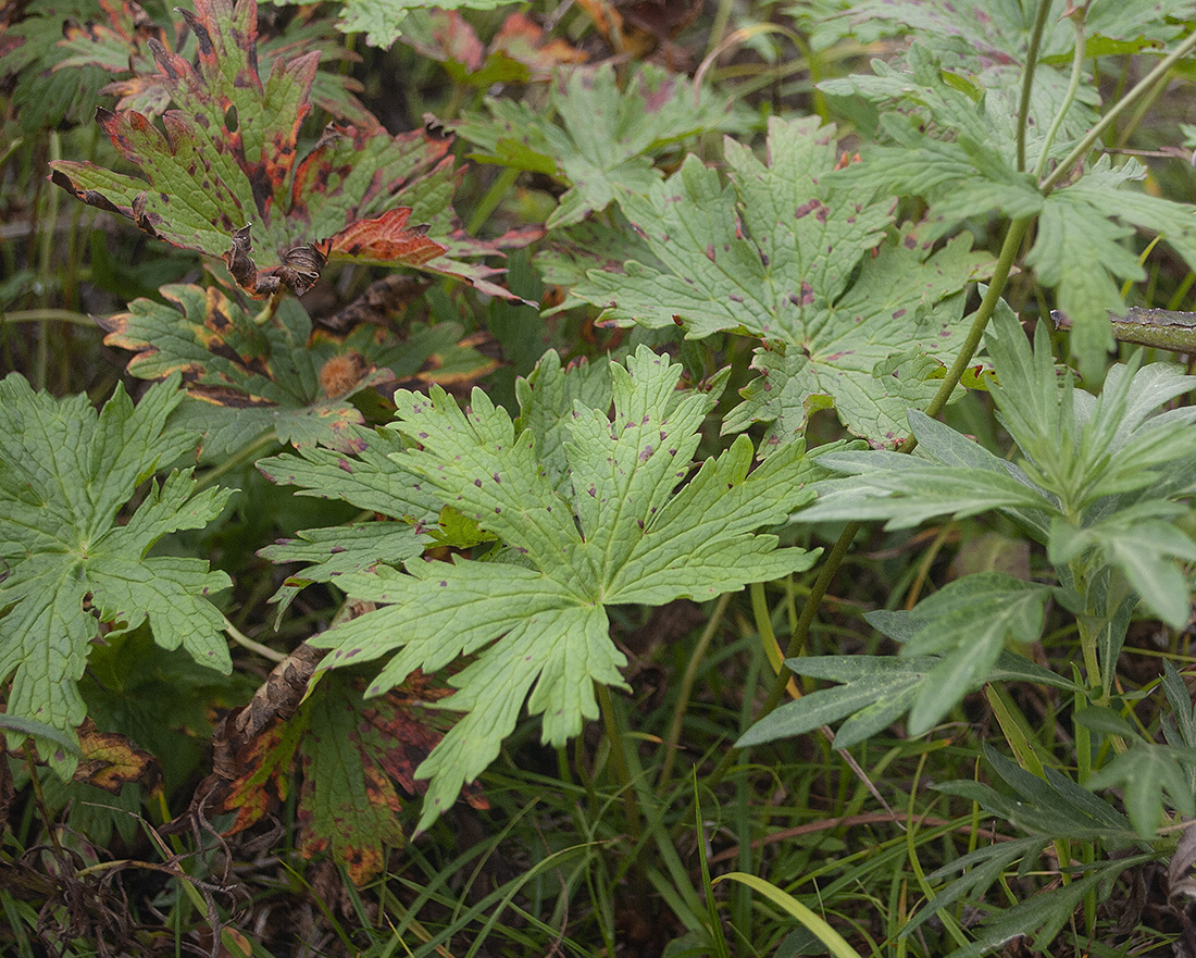 Image of Geranium erianthum specimen.