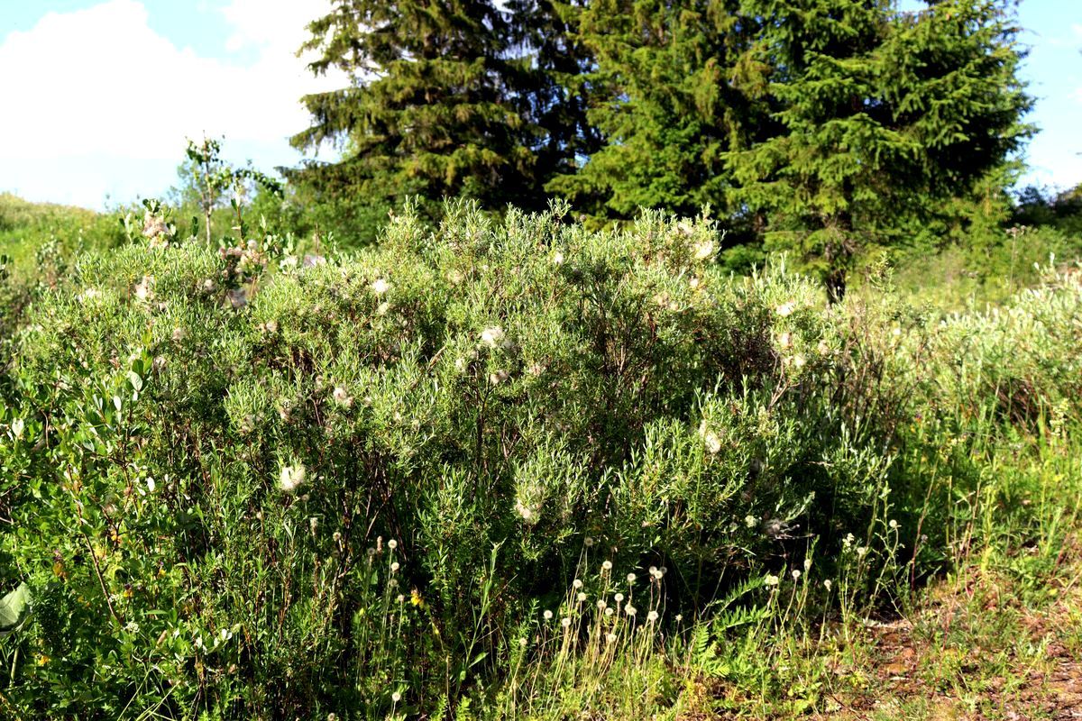 Image of Salix rosmarinifolia specimen.