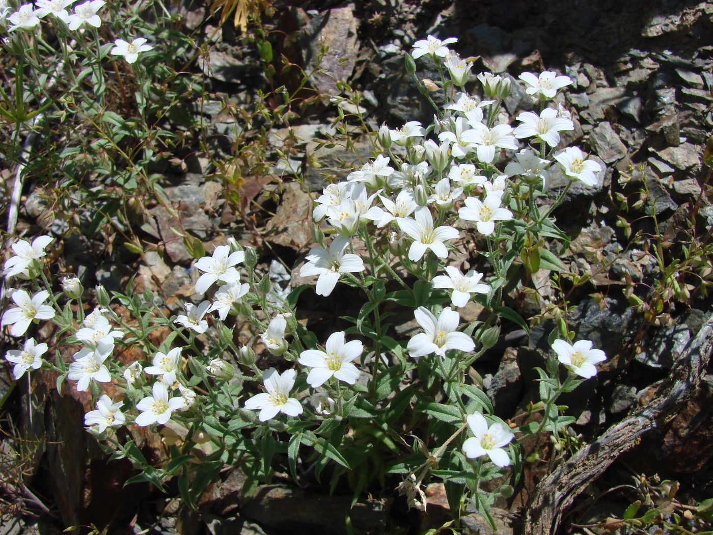 Image of Mesostemma karatavicum specimen.