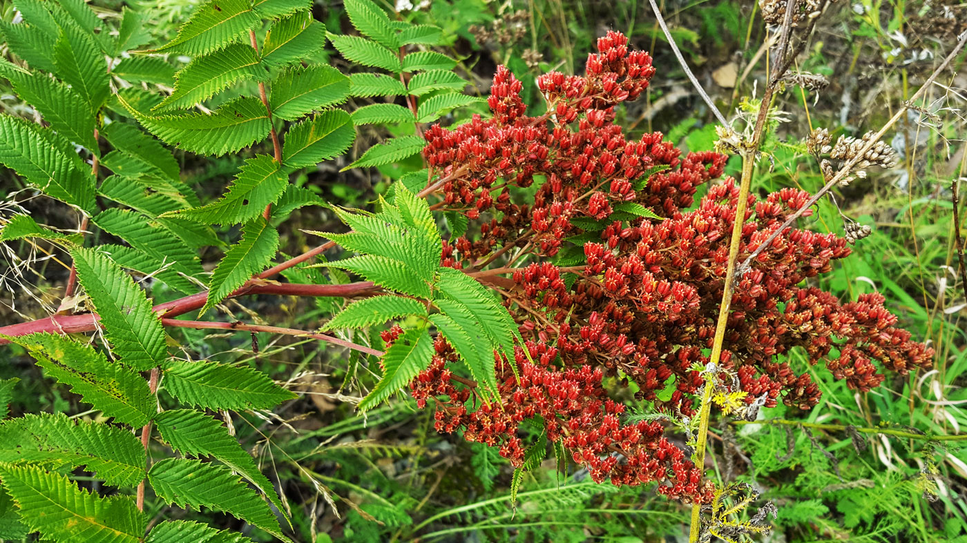 Изображение особи Sorbaria sorbifolia.