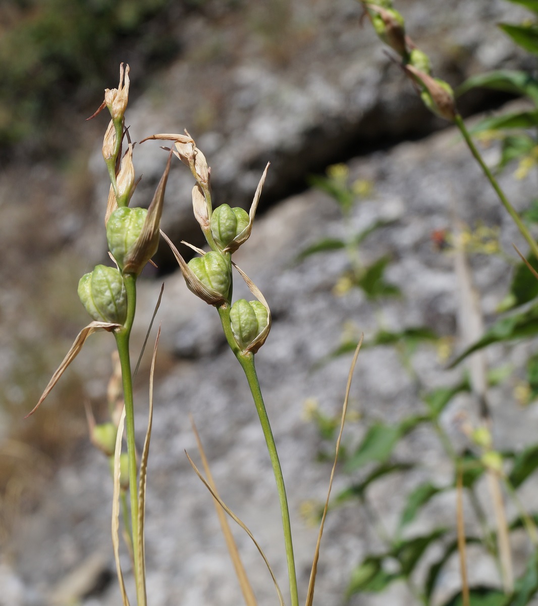 Image of Gladiolus tenuis specimen.