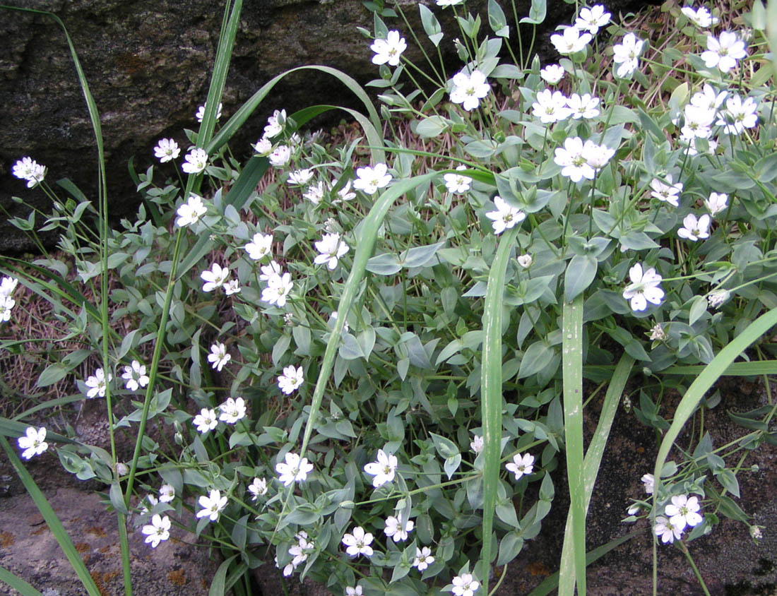 Image of Stellaria ruscifolia specimen.