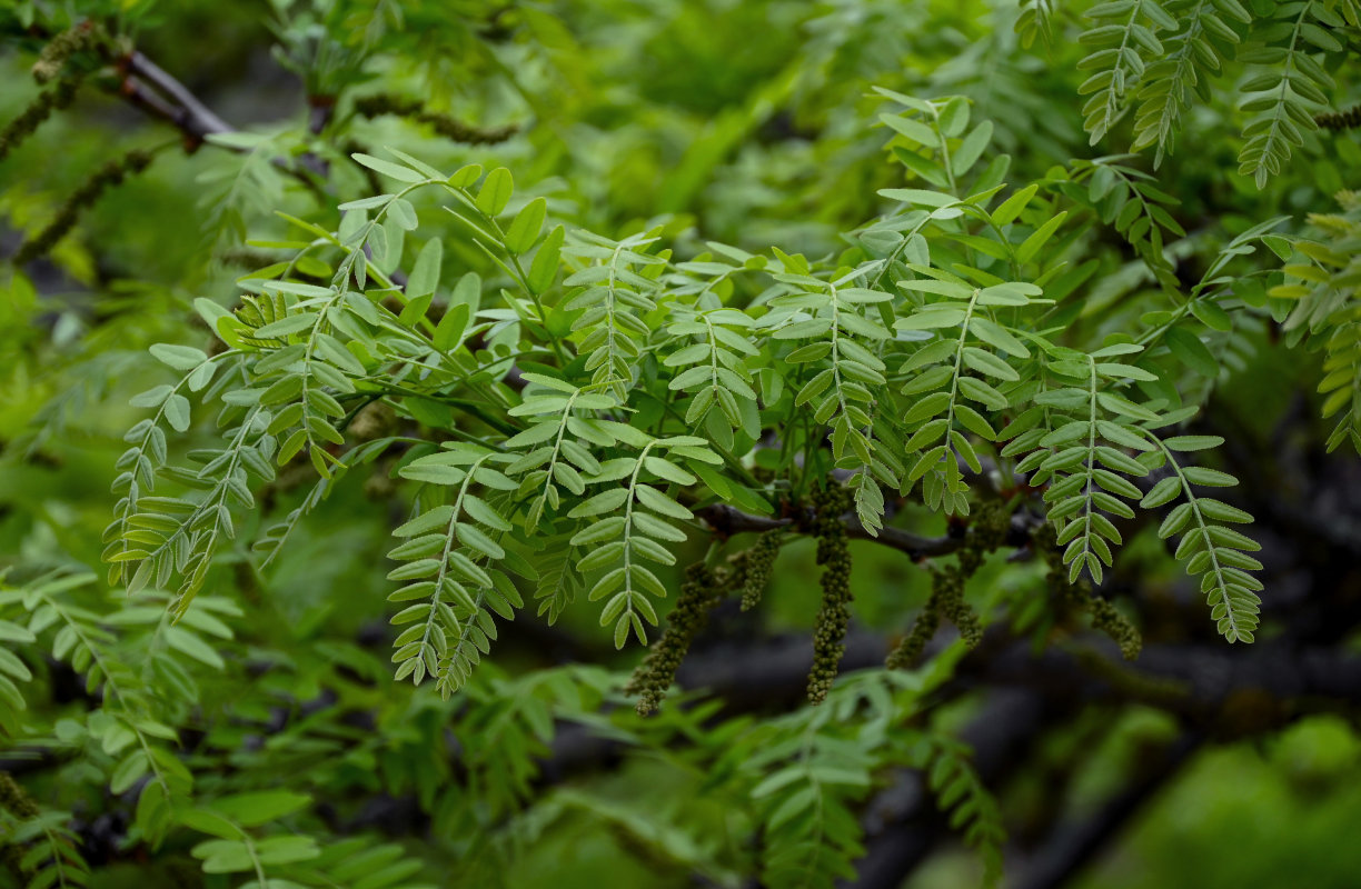 Изображение особи род Gleditsia.