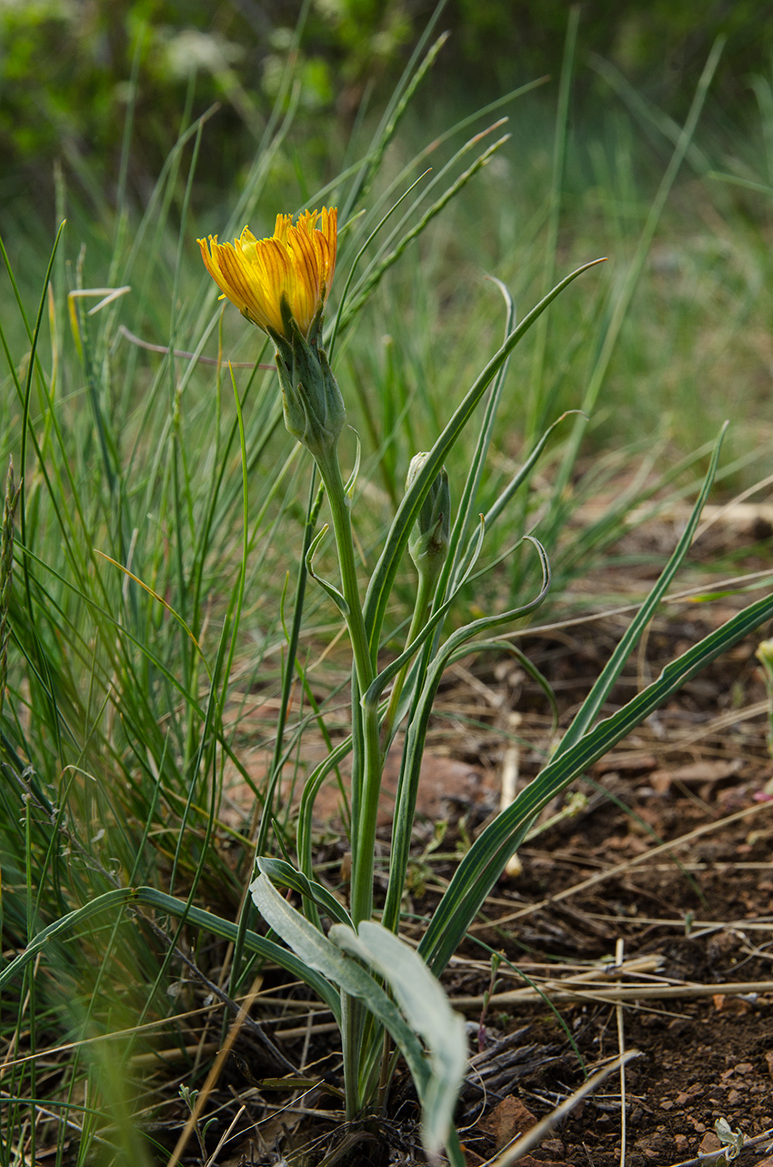 Image of genus Scorzonera specimen.