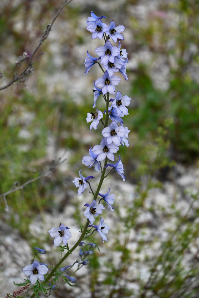 Image of Delphinium crispulum specimen.