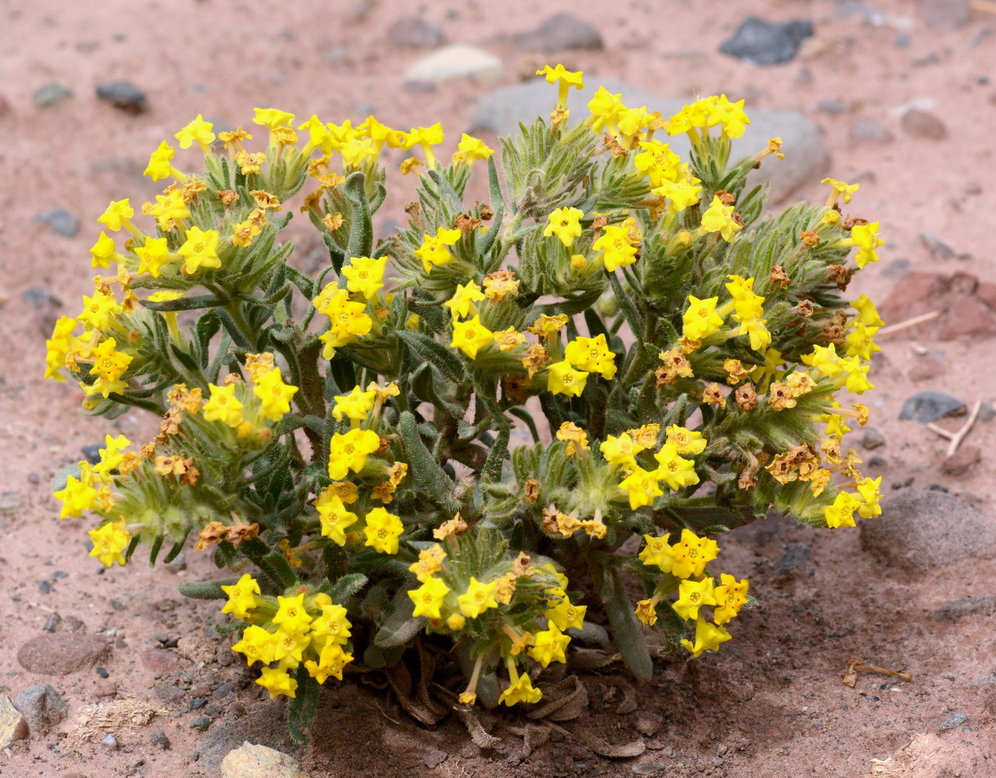 Изображение особи Arnebia tibetana.