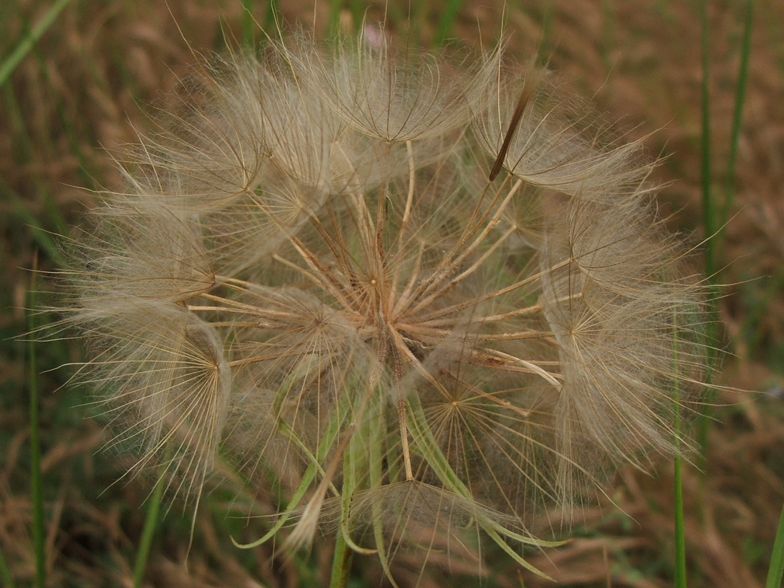 Image of Tragopogon dubius specimen.