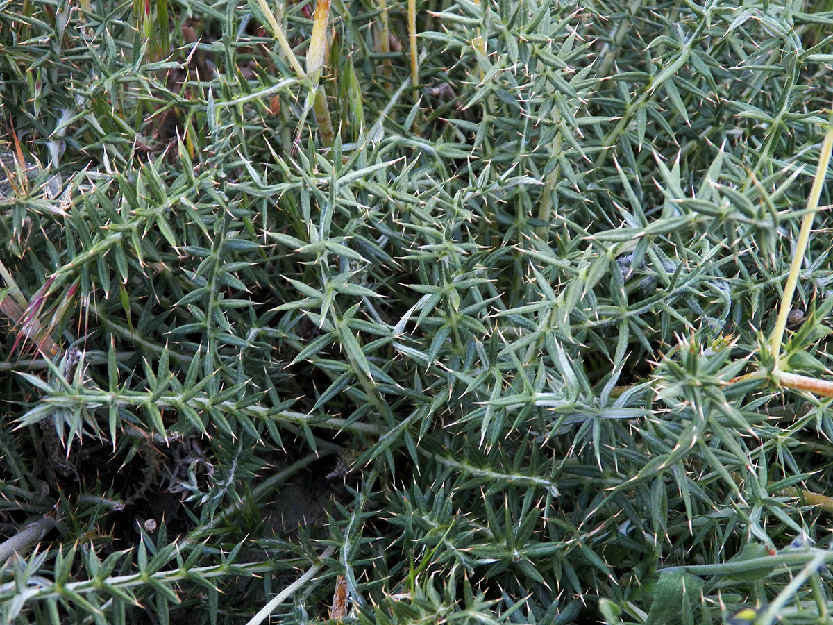 Image of genus Cousinia specimen.