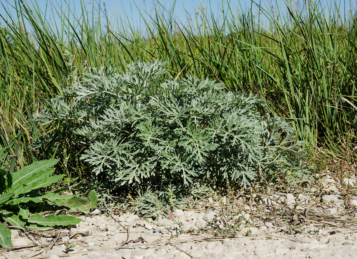 Image of Artemisia absinthium specimen.