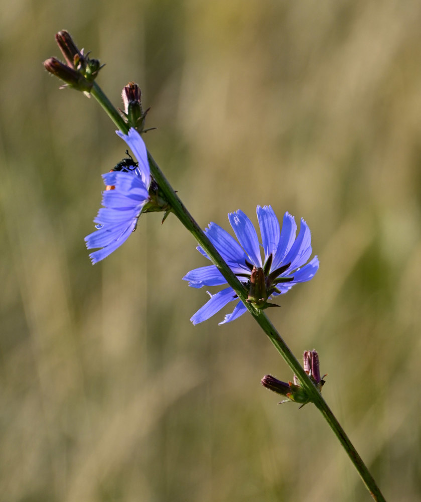 Image of Cichorium intybus specimen.