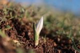 Colchicum triphyllum