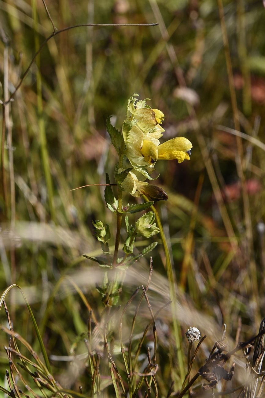 Image of genus Rhinanthus specimen.