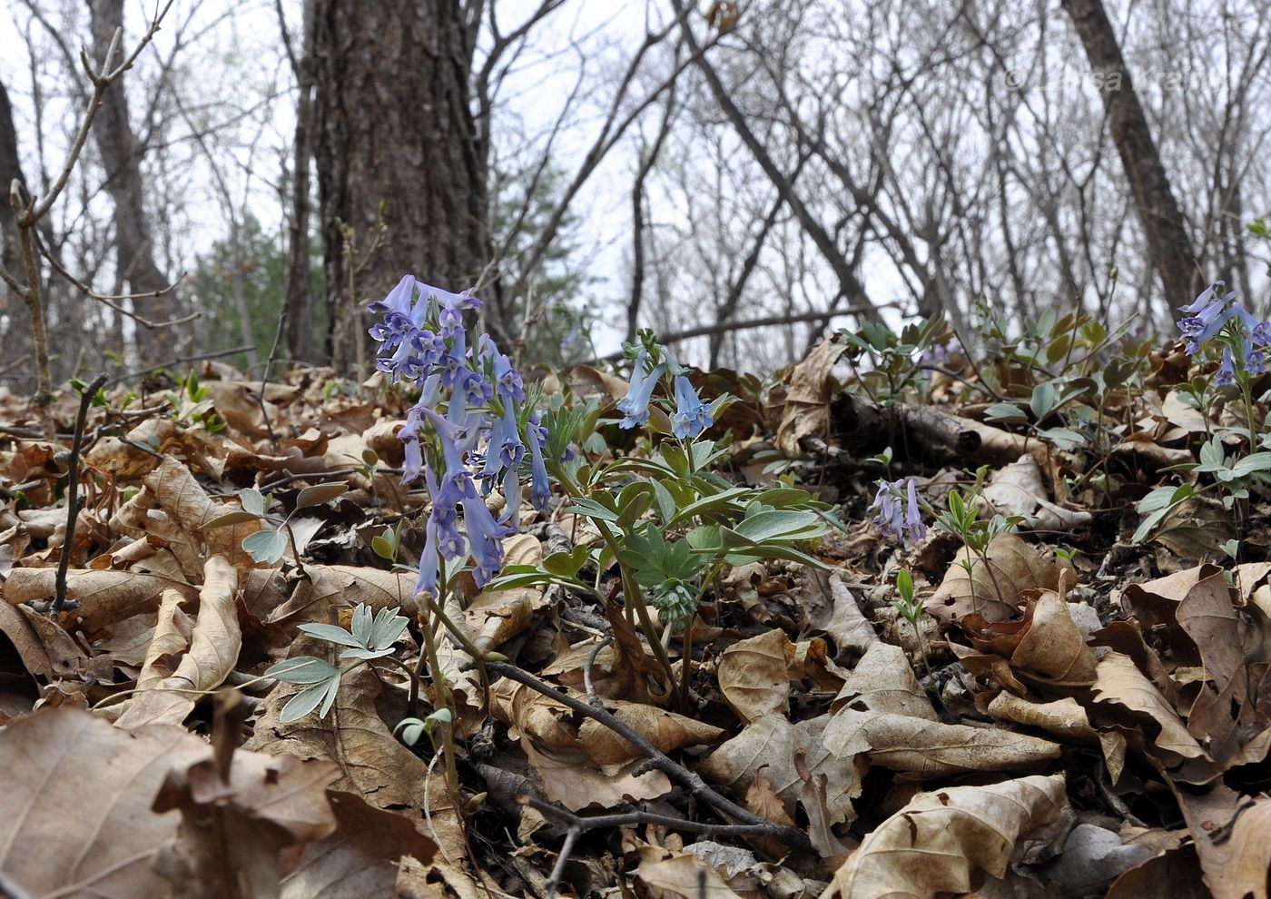 Изображение особи Corydalis turtschaninovii.